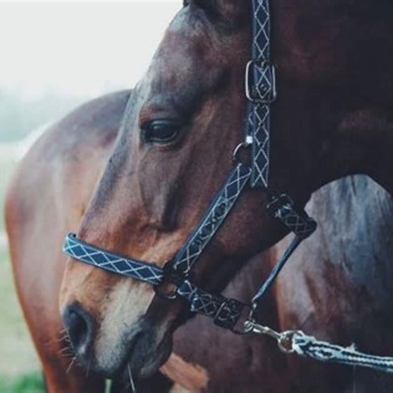 How do you stop a horse from bolting while leading?