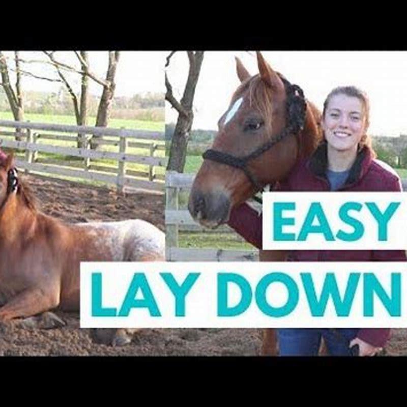 How do you teach a horse to lay down easy?