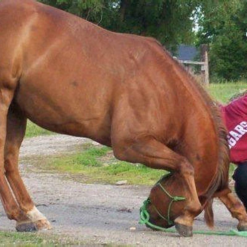 How do you teach a horse to stand on back legs?