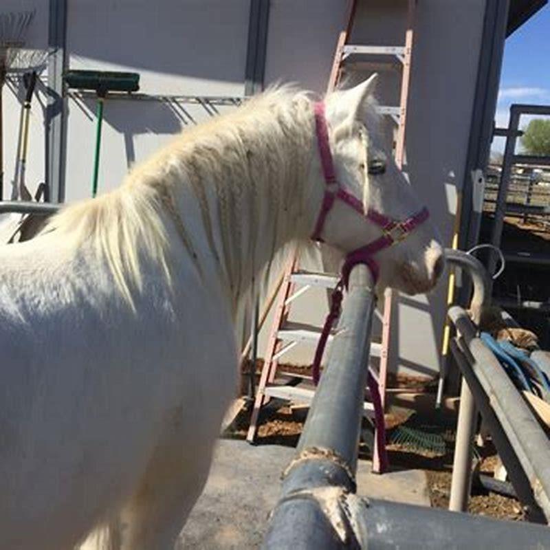 How do you teach a stubborn horse to lead?