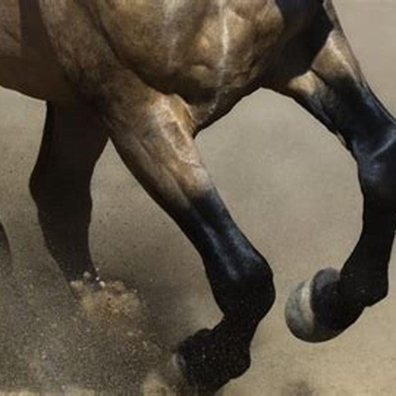 How fast can a normal horse run?
