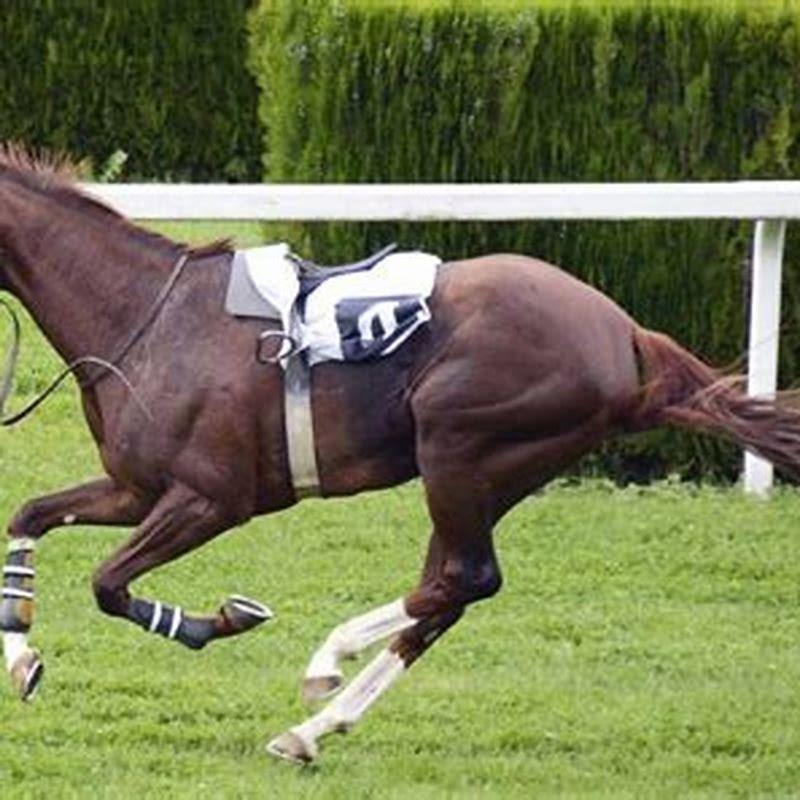 How fast is the fastest horse?