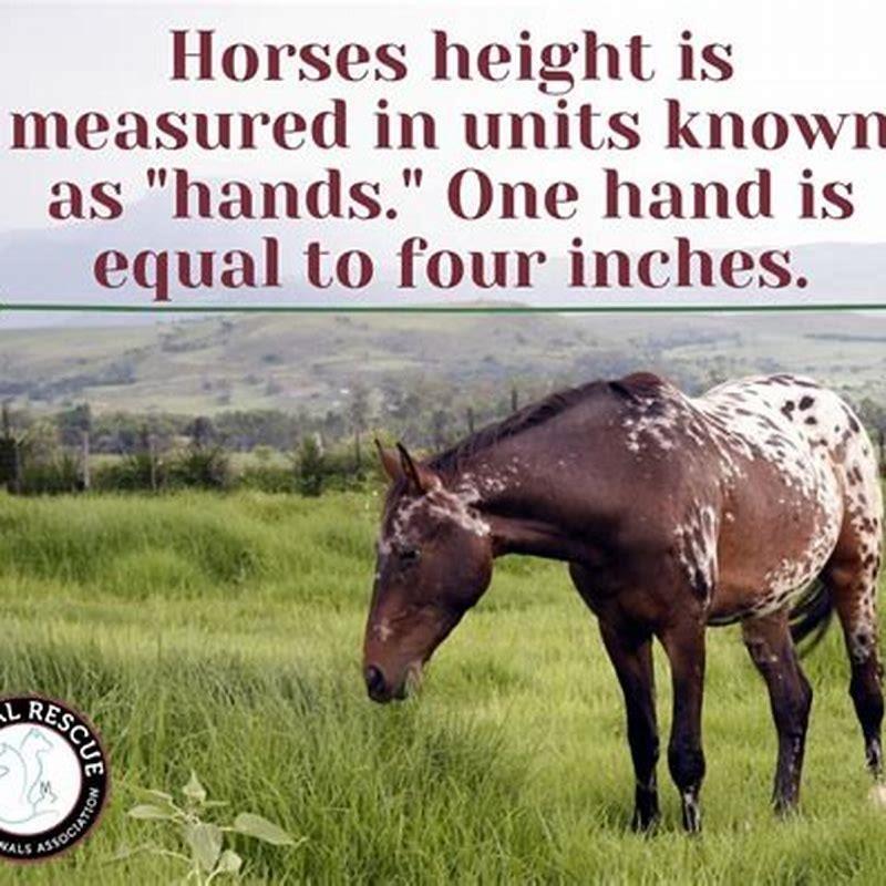 how-is-a-horses-height-measured-diy-seattle