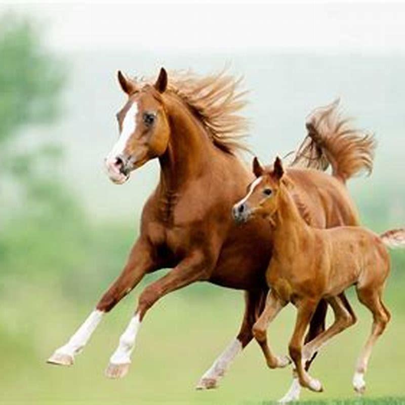 How long can a horse run before it dies?