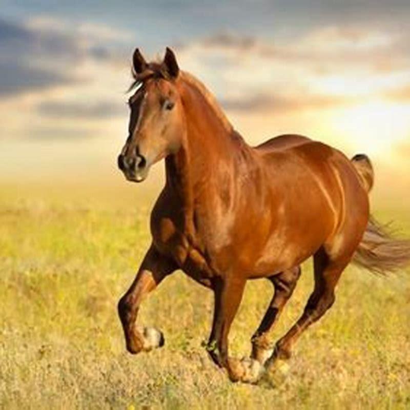 How long can a horse run for at full speed?
