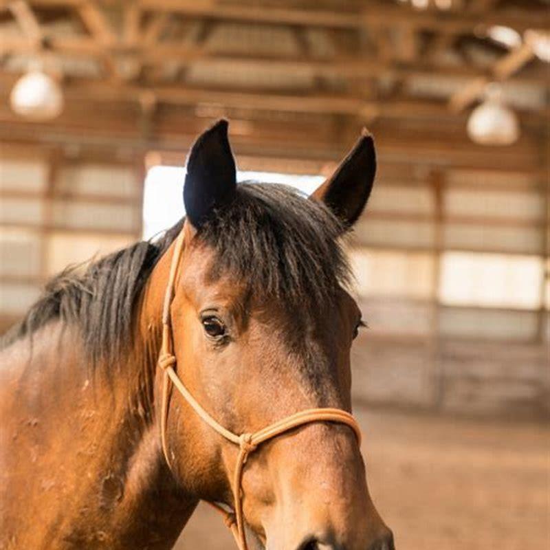 how-long-can-you-ride-a-horse-in-a-day-diy-seattle