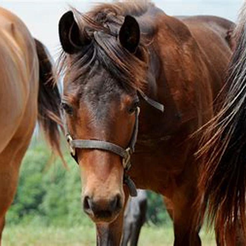 How long can you travel with horses?