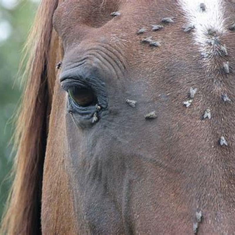How long do horse flies stay around?