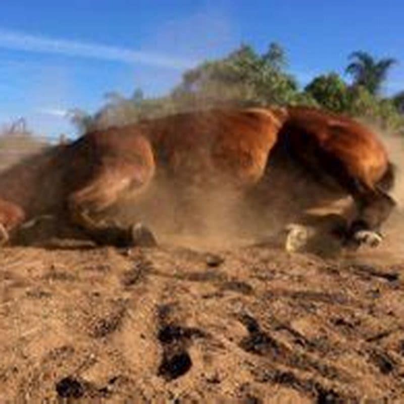 How long do horses lay down a day?