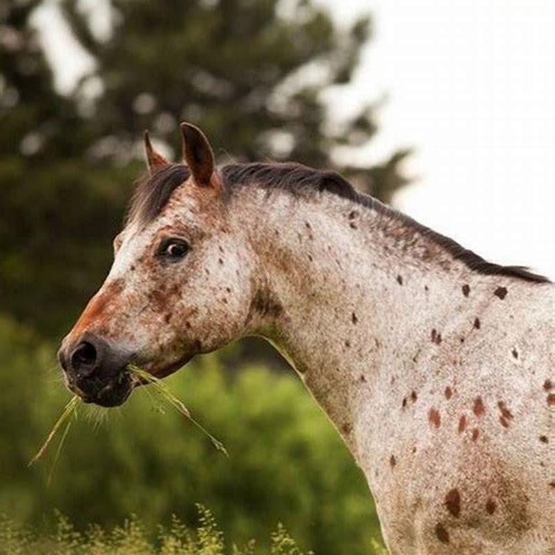 How long do pony of Americas live?
