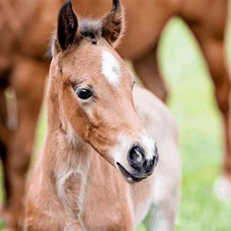 How long does a horse give birth?