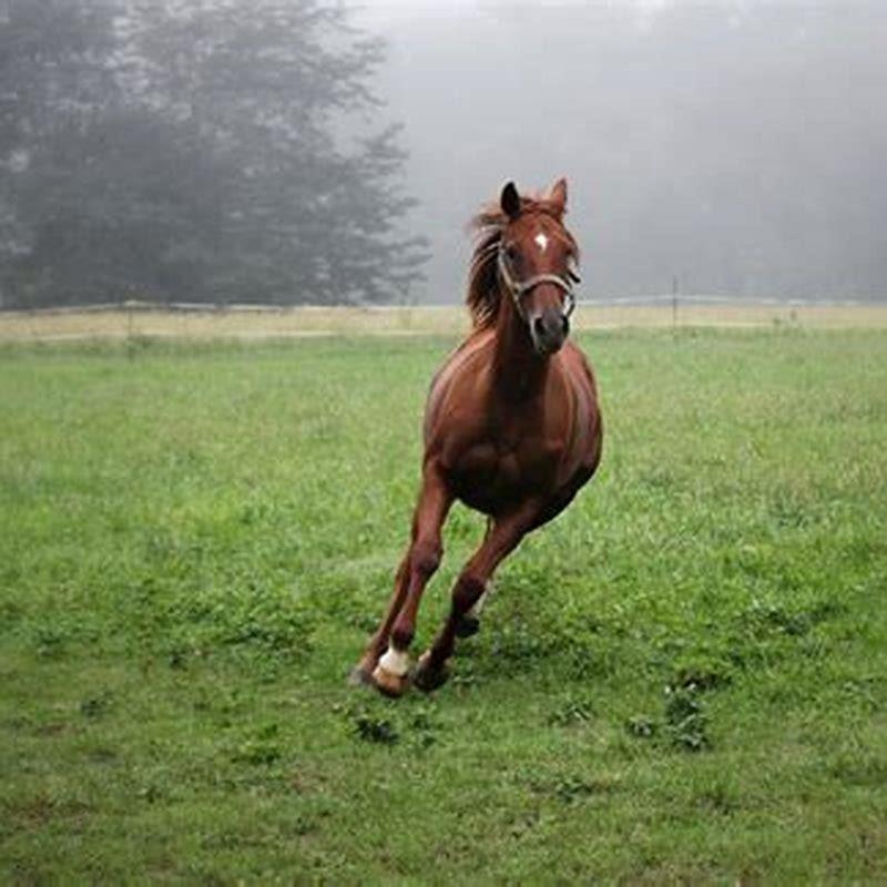 How long does it take to train a young horse? - DIY Seattle