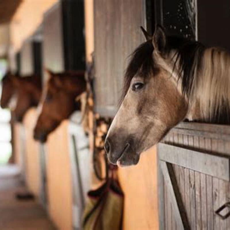 How long is a horse usually?