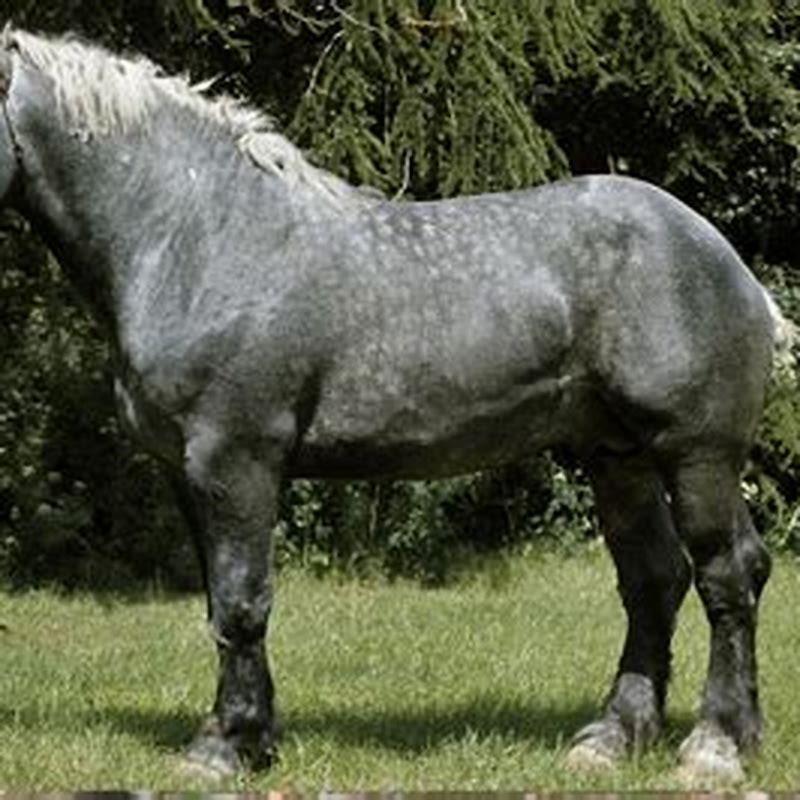 How long is the average draft horse?