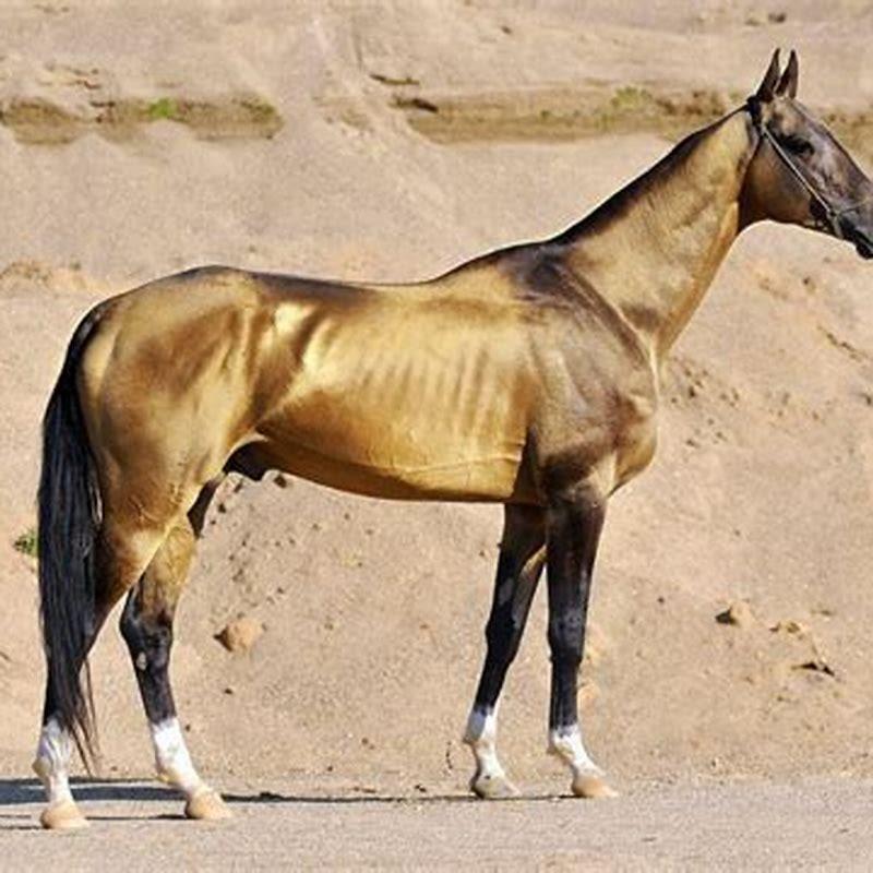 How many hands does a horse have?