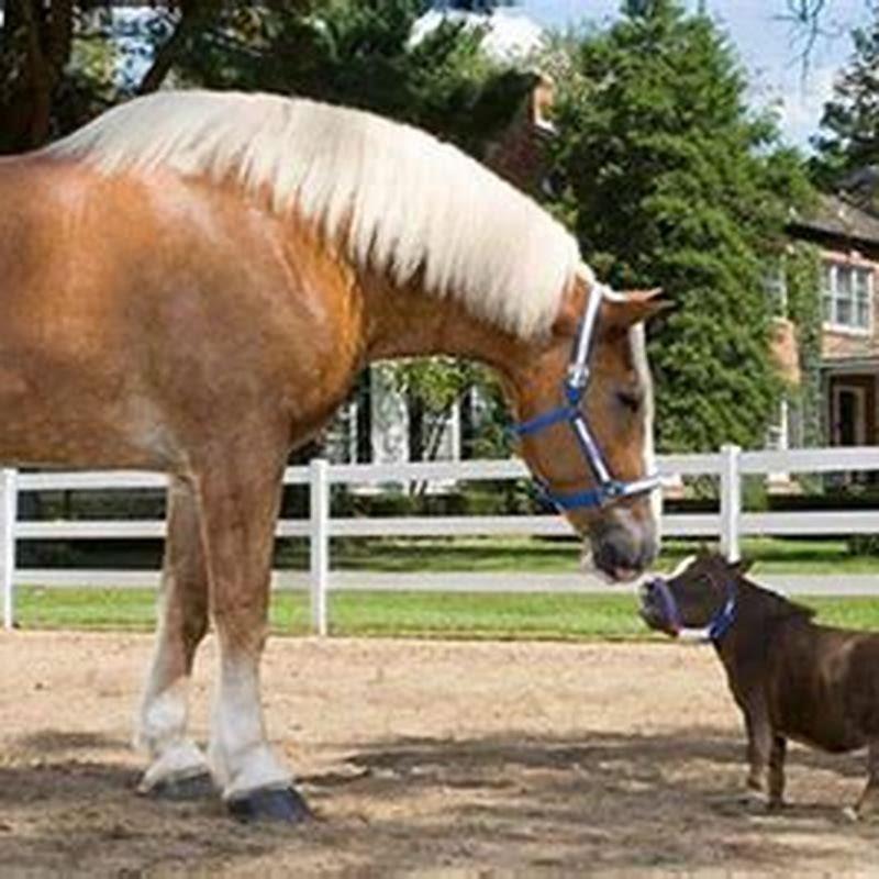 How many hands is the biggest Shire horse? - DIY Seattle