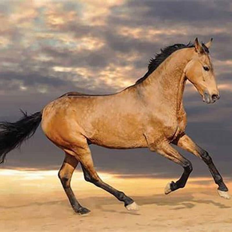 How many Spanish Barb horses are there?