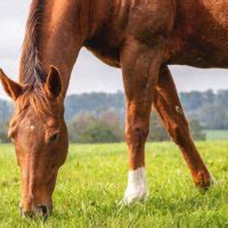 How often do horses poop a day?