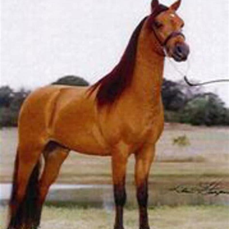 How tall is a Caspian horse?