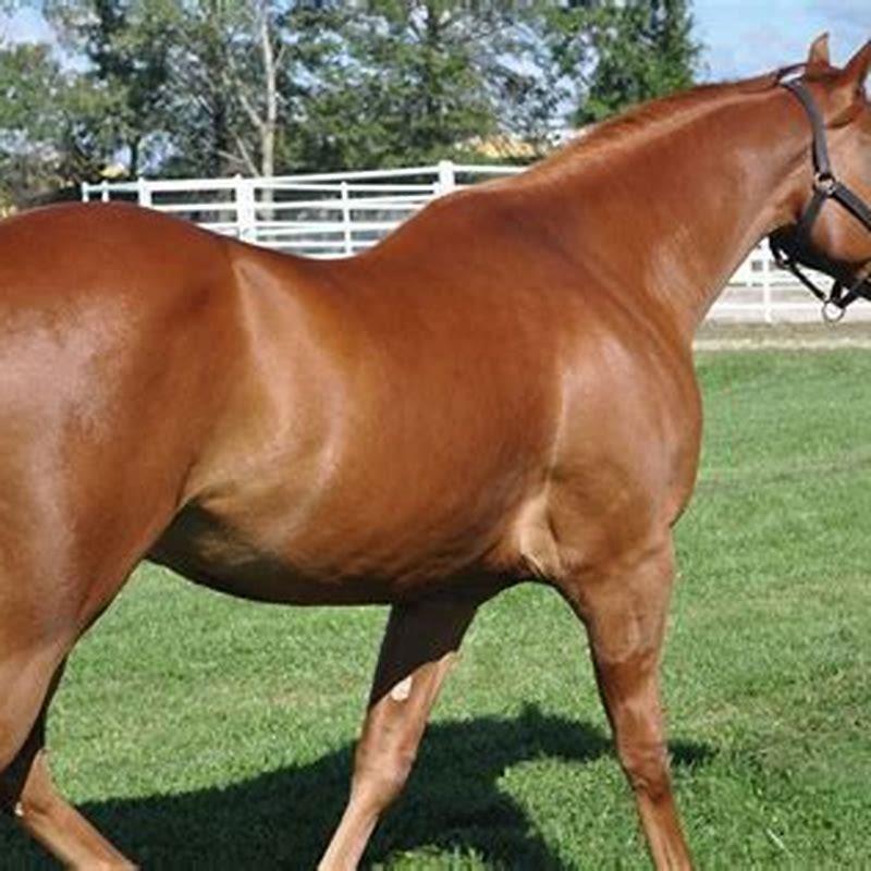 How tall is a tall horse?
