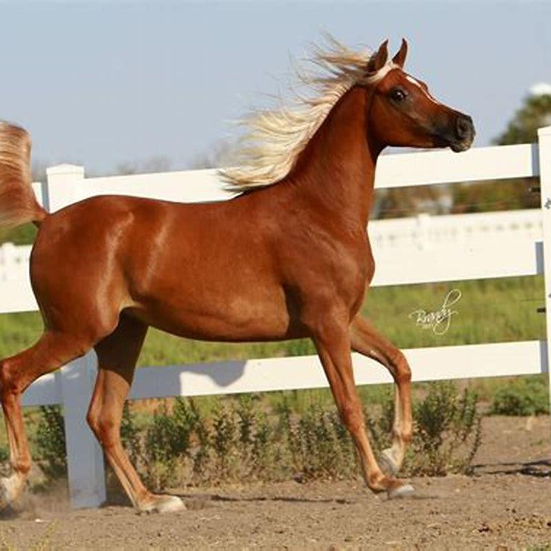 Is horse chestnut good for horses?
