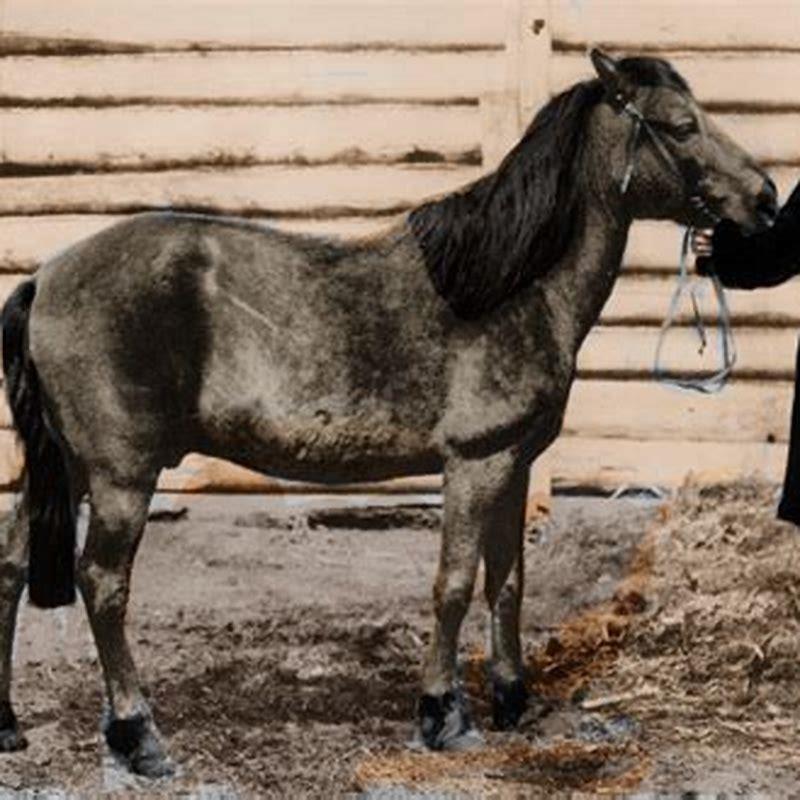 Is the Tarpan horse extinct?