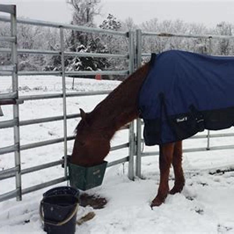 Should my horse wear a blanket? - DIY Seattle