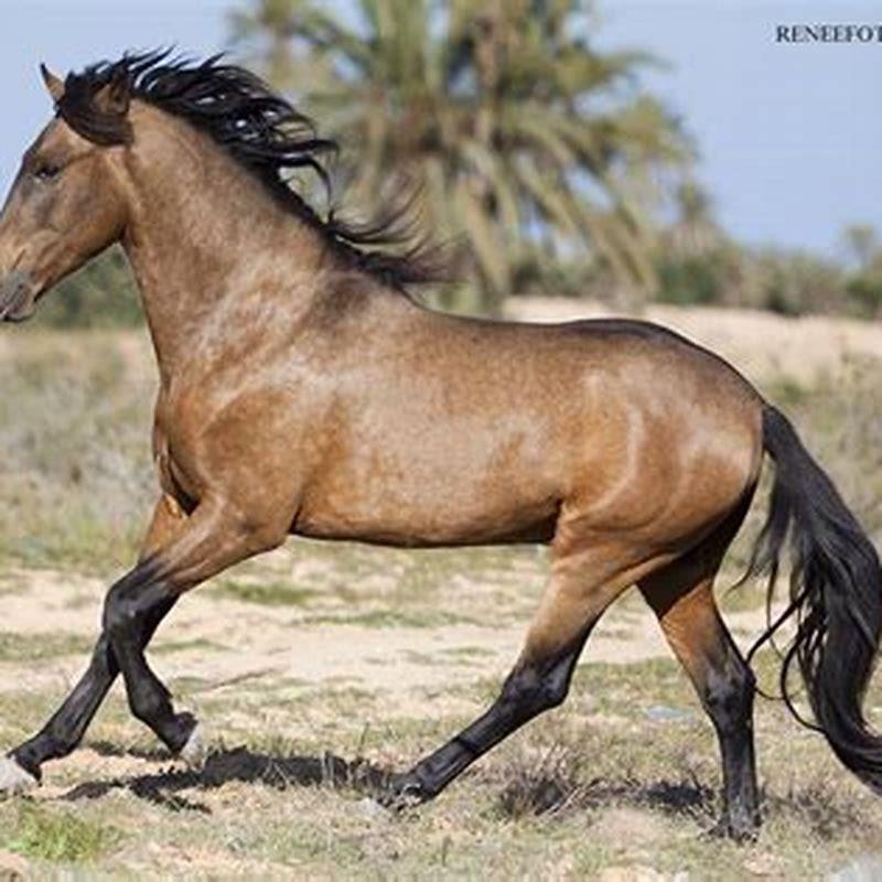 What are Barb horses used for?