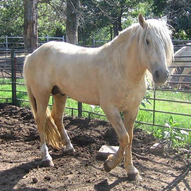 What are Bashkir horses used for?