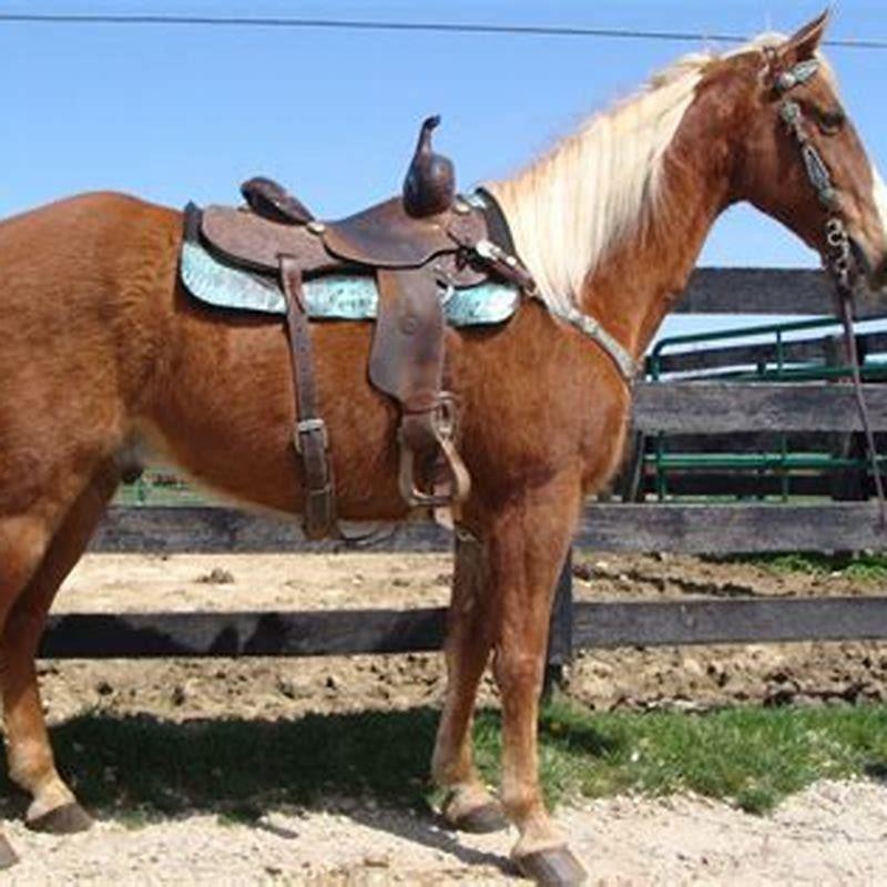 what-are-gaited-horses-used-for-diy-seattle