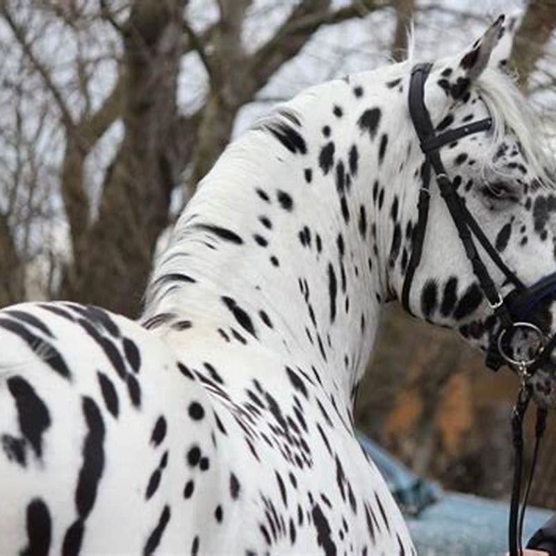 What are Knabstrupper horses used for?