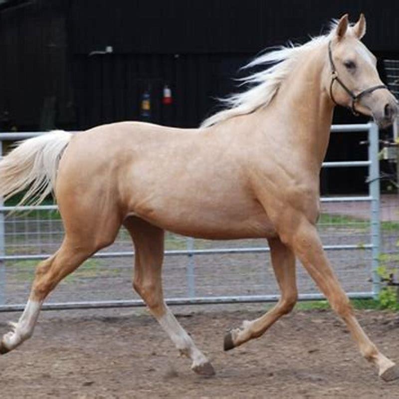What are Quarab horses used for?