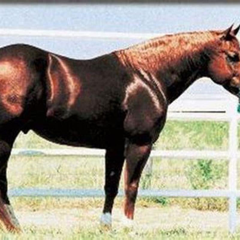 What are the really small horses called?