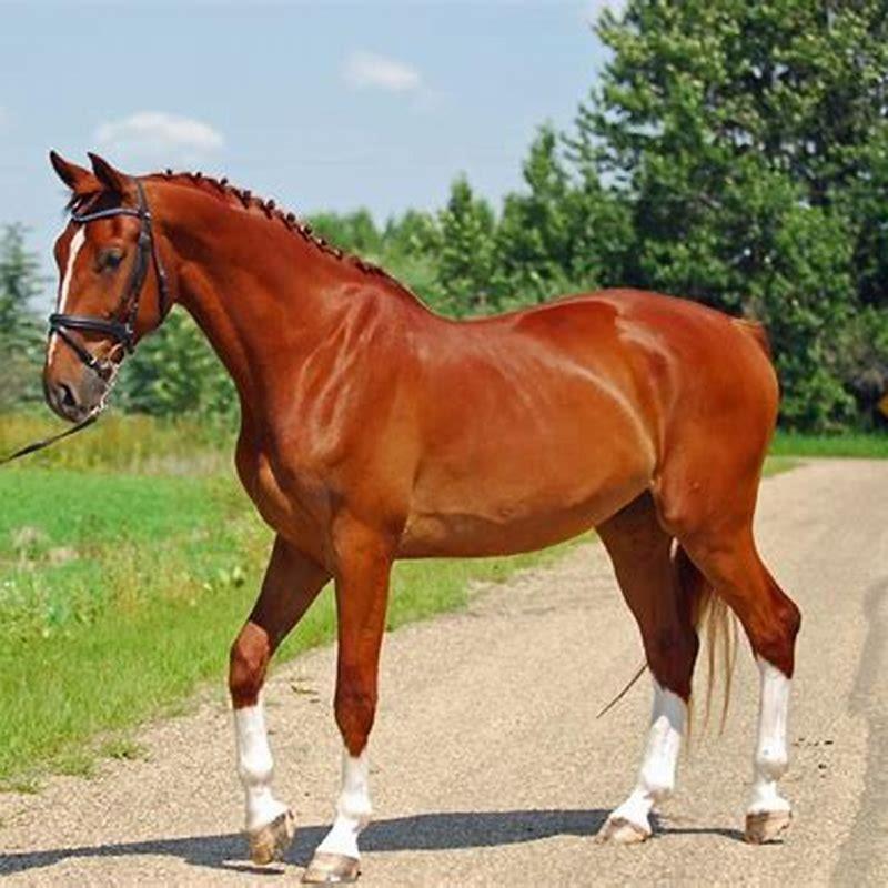 What breed is a sports horse?