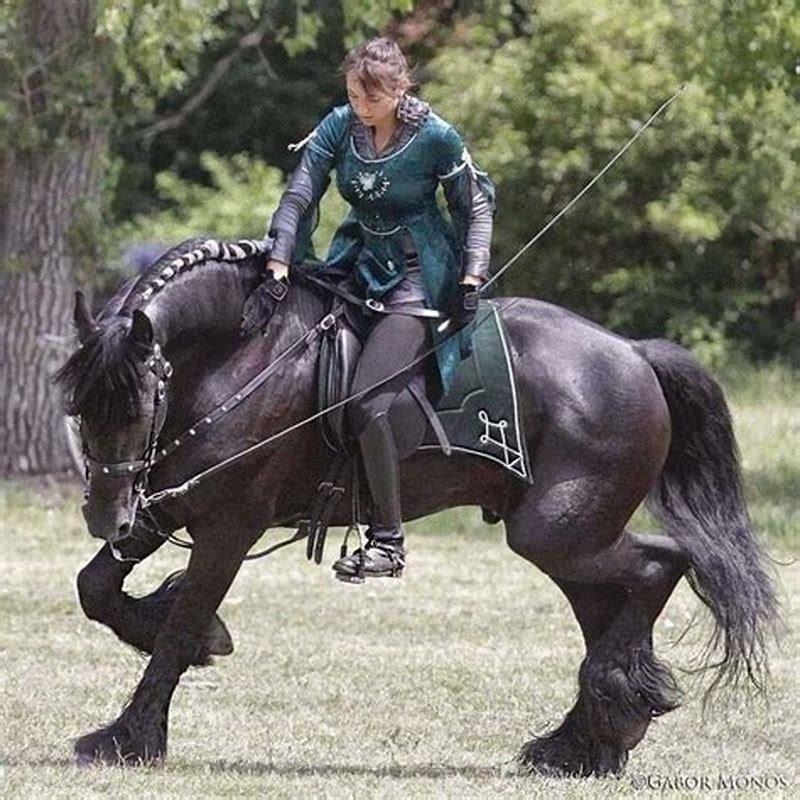 What breed of horse is a war horse?