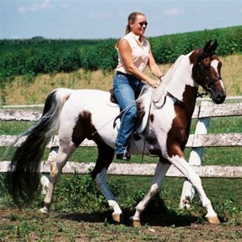 What breed of horse is the most comfortable to ride?
