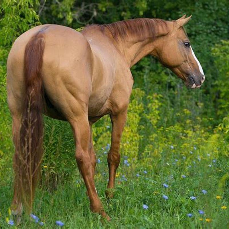What color is the horse?
