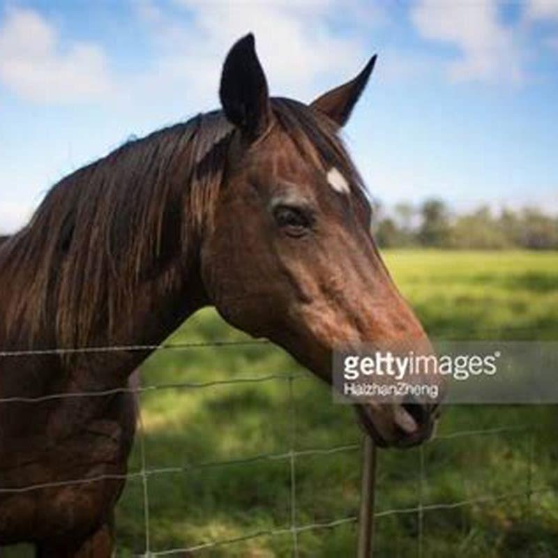 What Does A White Horse Symbolize In A Dream