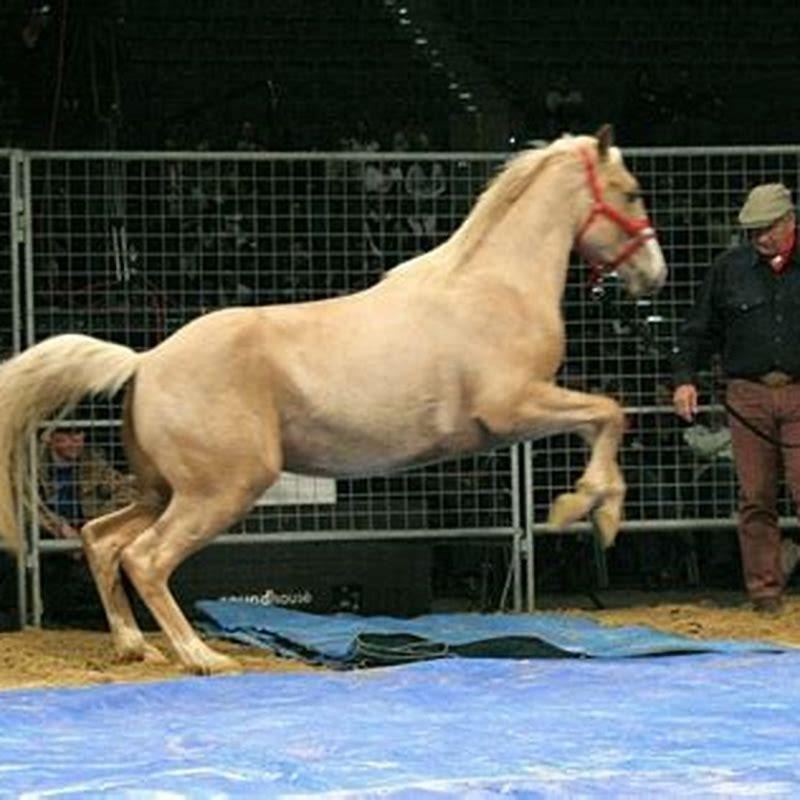 What Does It Mean If A Horse Founders DIY Seattle