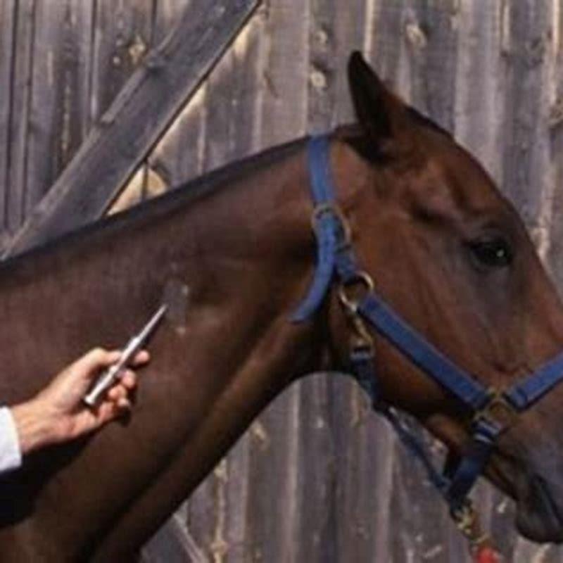 What does it mean when a horse is brushing?
