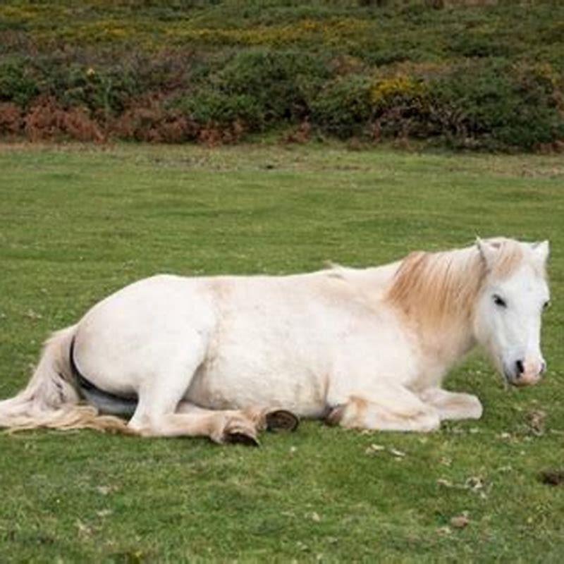 What does it mean when a horse is laying?