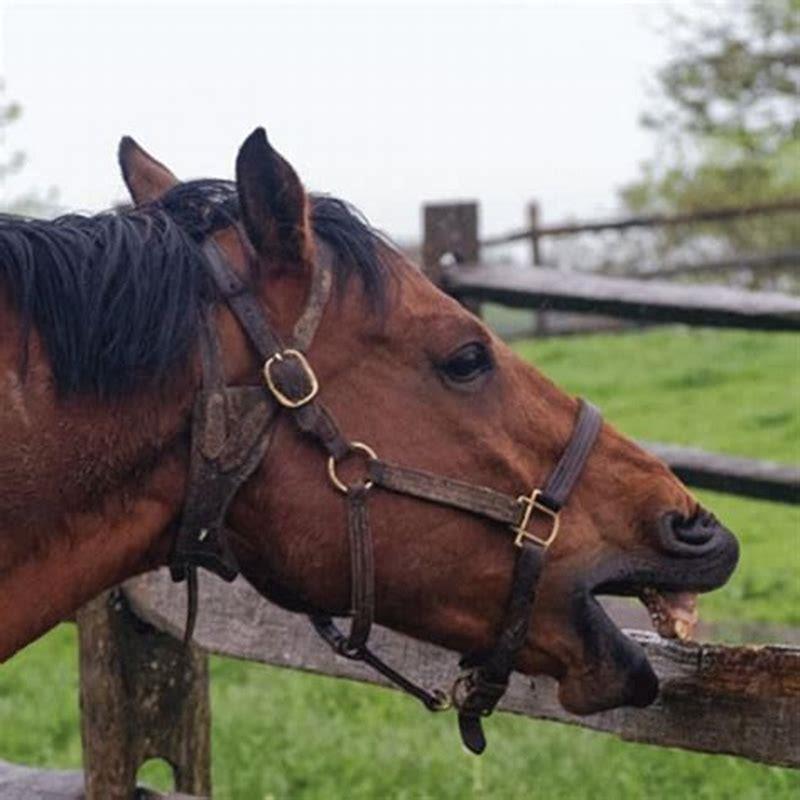 What does it mean when a horse starts cribbing? DIY Seattle