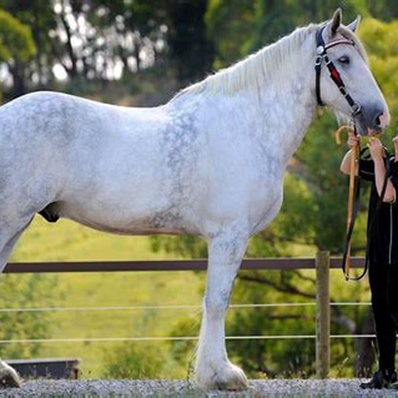 What horse is the tallest?