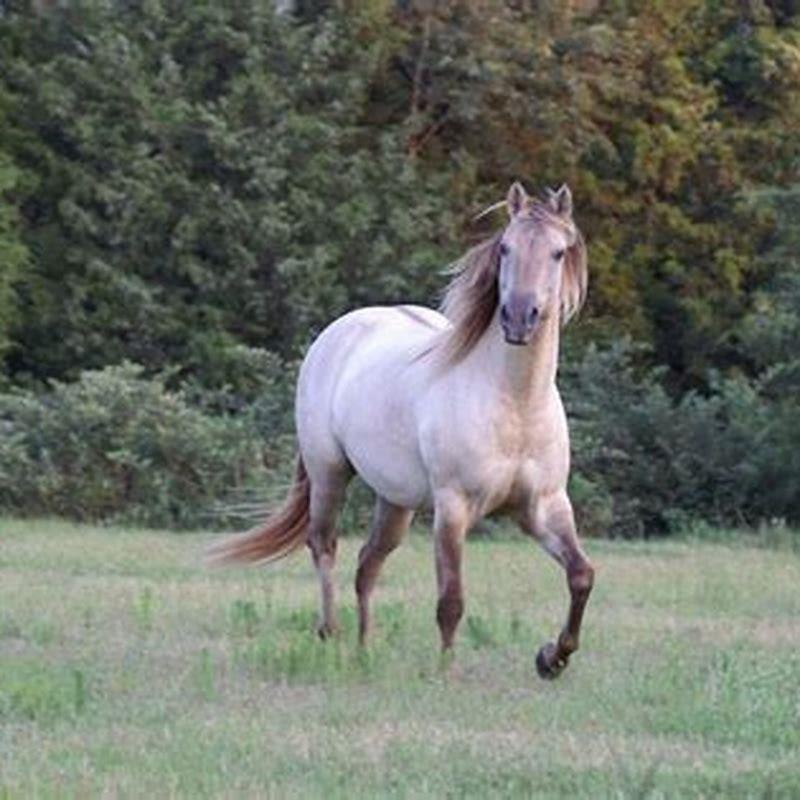 What is a dun horse look like?