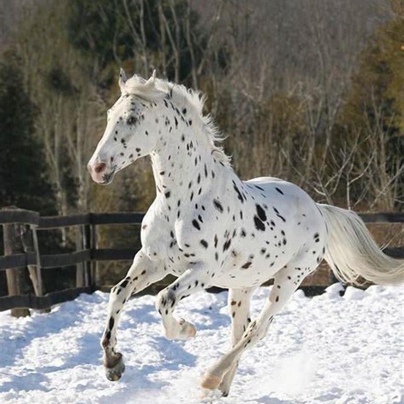 What is a grey and white spotted horse called?