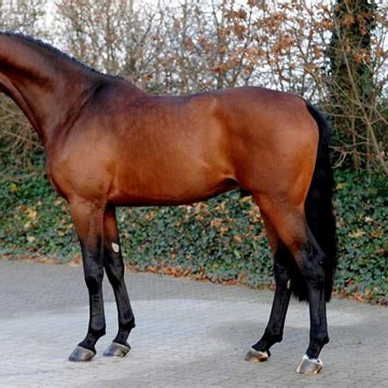 What is a Holsteiner horse used for?