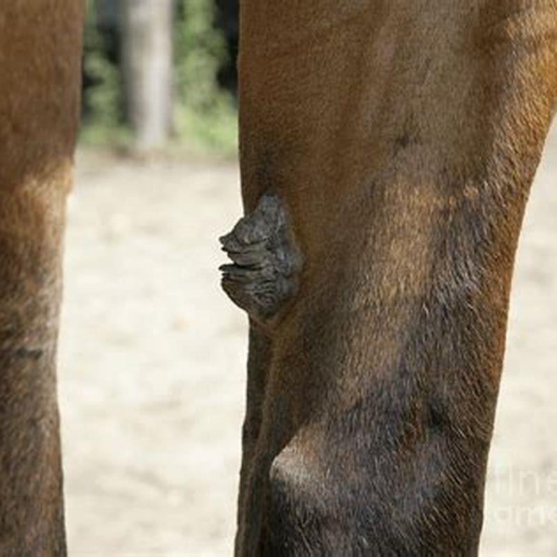 What Is The Hair On A Horse S Neck Called