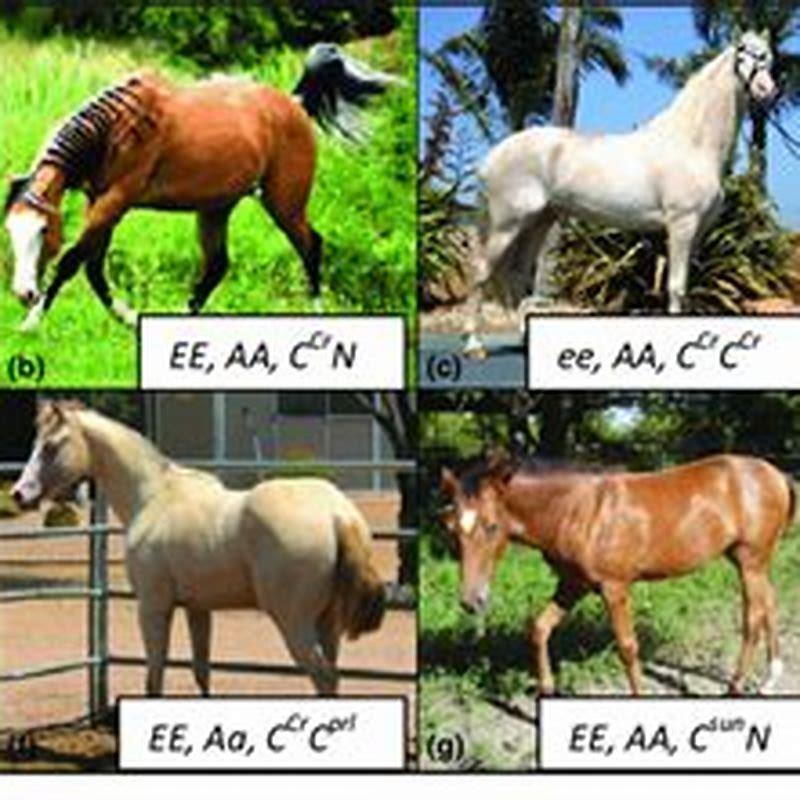 What is a horses scientific order?