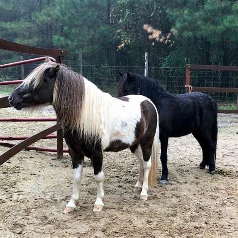 What is a male miniature horse called?