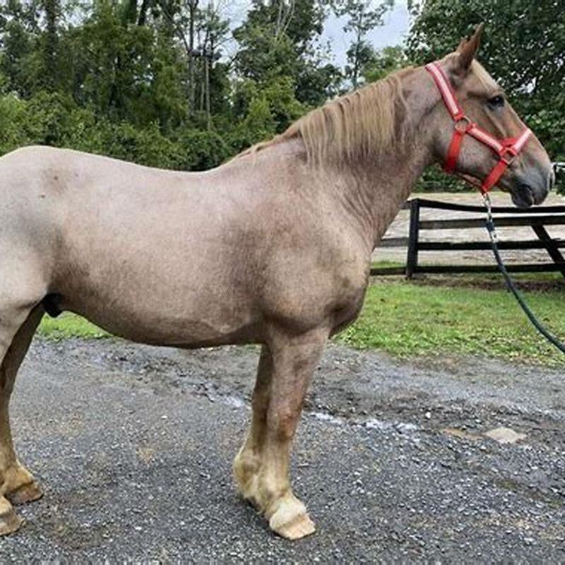 What is an American Brabant horse?